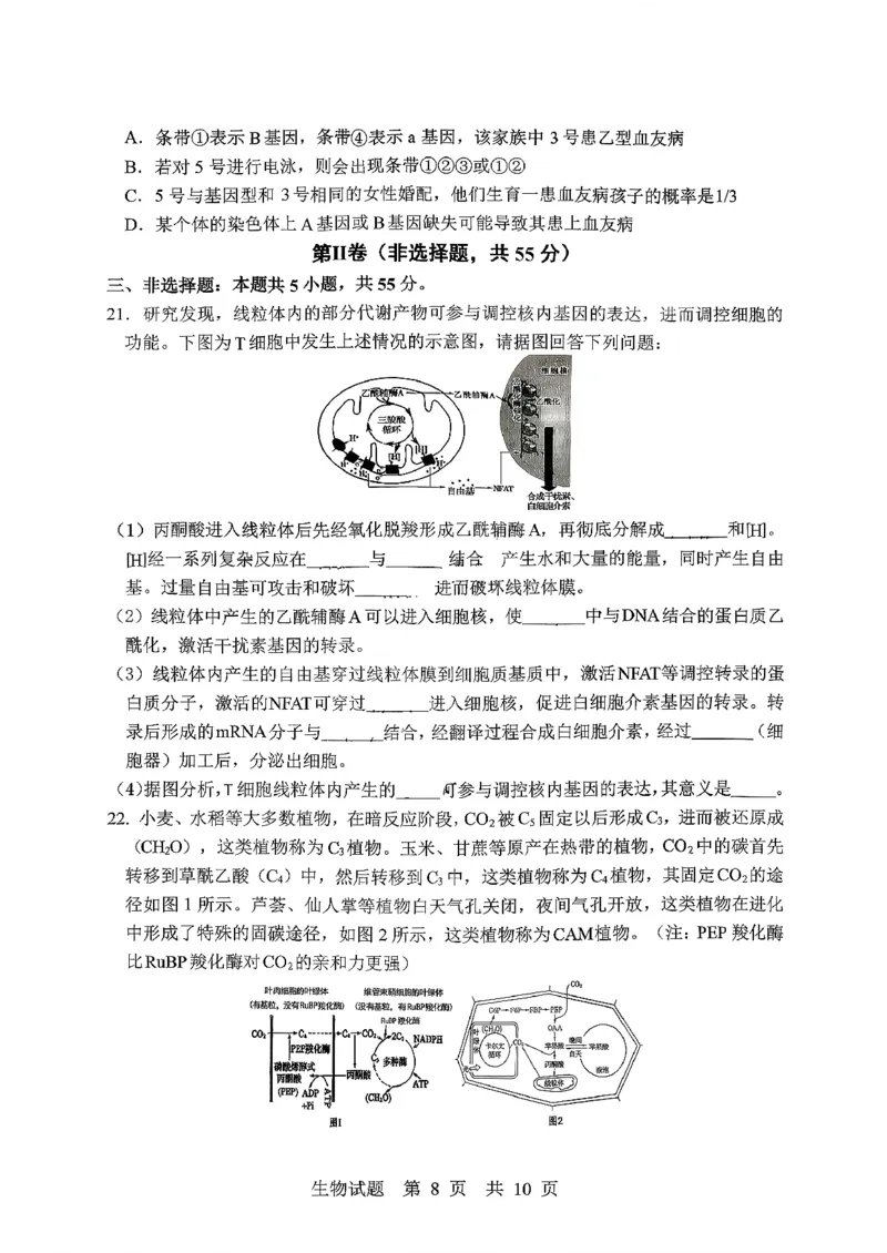 生物试题_2025年10月_251016山东省实验中学2026届高三第一次诊断性考试（10月）_山东省实验中学2025&mdash;2026学年高三上学期第一次诊断性考试生物试题