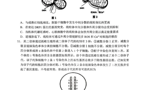 生物试题_2025年10月_251016山东省实验中学2026届高三第一次诊断性考试（10月）_山东省实验中学2025&mdash;2026学年高三上学期第一次诊断性考试生物试题