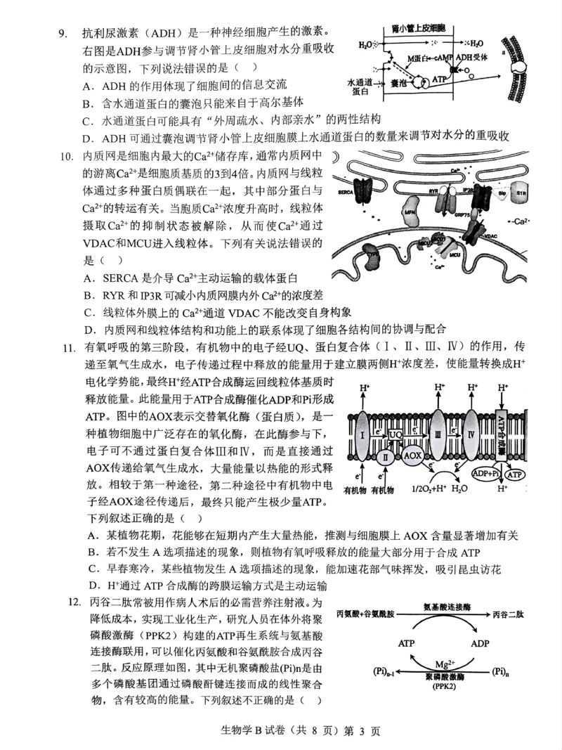 湖北省&ldquo;新八校&rdquo;协作体2025-2026学年度上学期高三10月月考生物_2025年10月_251013湖北省&ldquo;新八校&rdquo;协作体2025-2026学年度上学期高三10月月考（全科）