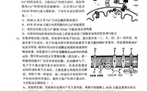 湖北省&ldquo;新八校&rdquo;协作体2025-2026学年度上学期高三10月月考生物_2025年10月_251013湖北省&ldquo;新八校&rdquo;协作体2025-2026学年度上学期高三10月月考（全科）