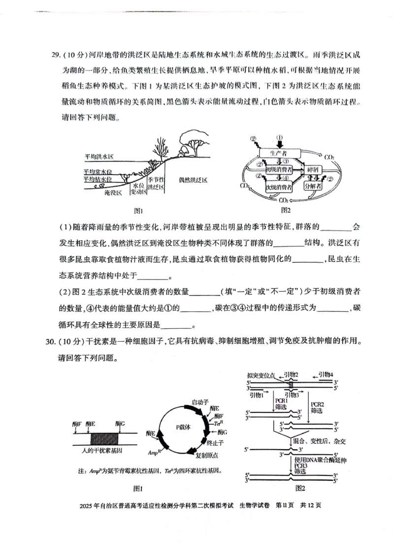新疆维吾尔自治区2025届普通高考适应性检测分学科第二次模拟考试生物_2025年1月_250113新疆维吾尔自治区2025届普通高考适应性检测分学科第二次模拟考试（全科）