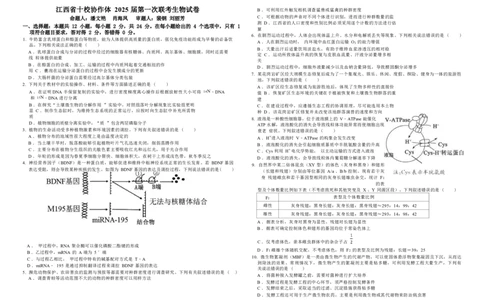 生物试卷_2025年1月_250112江西五市十校联考暨江西省十校协作体2025届高三第一次联考_江西省十校协作体2024-2025学年高三上学期第一次联考生物