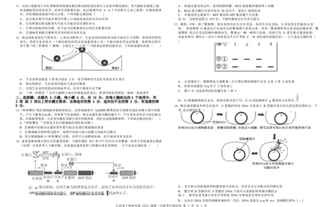 生物试卷_2025年1月_250112江西五市十校联考暨江西省十校协作体2025届高三第一次联考_江西省十校协作体2024-2025学年高三上学期第一次联考生物