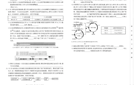 河南省新乡金太阳2025届高三第二次模拟-生物试题+答案_2025年4月_250410河南省新乡金太阳2025届高三第二次模拟（全科）