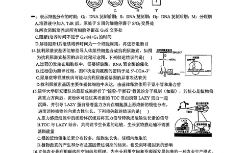 生物_2025年1月_250124江西省新八校2025届高三第一次联考（全科）_江西省新八校2025届高三第一次联考生物