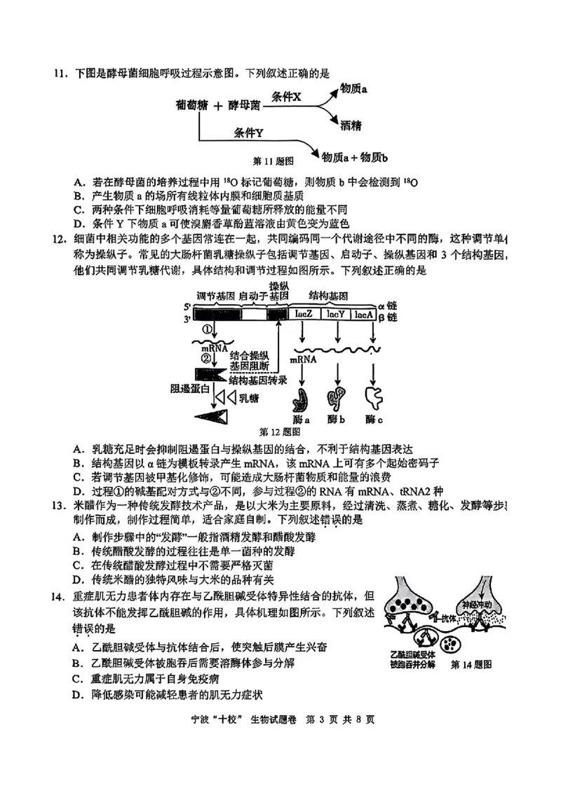 生物试卷_2025年3月_250314浙江省宁波市宁波&ldquo;十校&rdquo;2025届高三3月联考（全科）_浙江省宁波十校联考2024-2025学年高三下学期3月联考生物