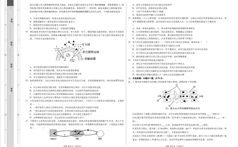 高二生物第一次月考卷01（A3考试版）测试范围：选择性必修1第1~2章（新高考通用）(1)_1多考区联考