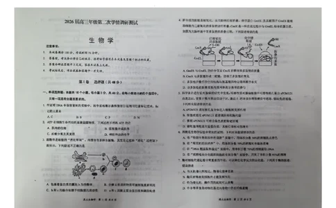 生物_2025年11月_251124山西省大同市2025-2026学年高三上学期期中考试（全科）_山西省大同市2025-2026学年高三上学期第二次学情调研测试生物试题（含答案）