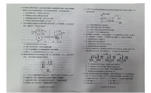 生物_2025年11月_251124山西省大同市2025-2026学年高三上学期期中考试（全科）_山西省大同市2025-2026学年高三上学期第二次学情调研测试生物试题（含答案）