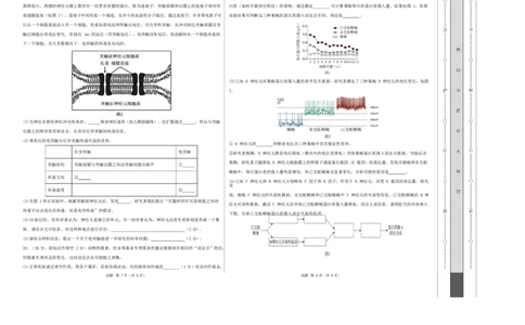 高二生物第一次月考卷单选版测试范围：人教版2019选择性必修1第1章~第2章（考试版A3）_1多考区联考试卷_2510142025-2026学年高二生物上学期第一次月考试题
