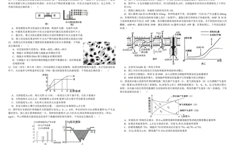 生物试题_2025年10月_251017黑龙江省哈尔滨师范大学附属中学2025-2026学年高三上学期10月月考_黑龙江省哈尔滨师范大学附属中学2025-2026学年高三上学期10月月考生物试题（含答案）