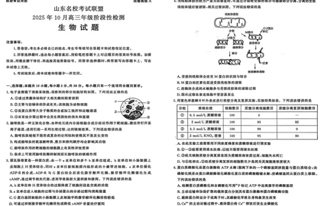 生物试题-山东名校考试联盟2025年10月高三年级阶段性检测_2025年10月_251013山东省名校考试联盟2026届高三上学期10月阶段性检测（全科）