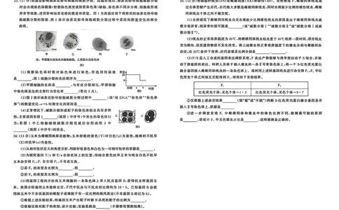 生物试题-山东名校考试联盟2025年10月高三年级阶段性检测_2025年10月_251013山东省名校考试联盟2026届高三上学期10月阶段性检测（全科）