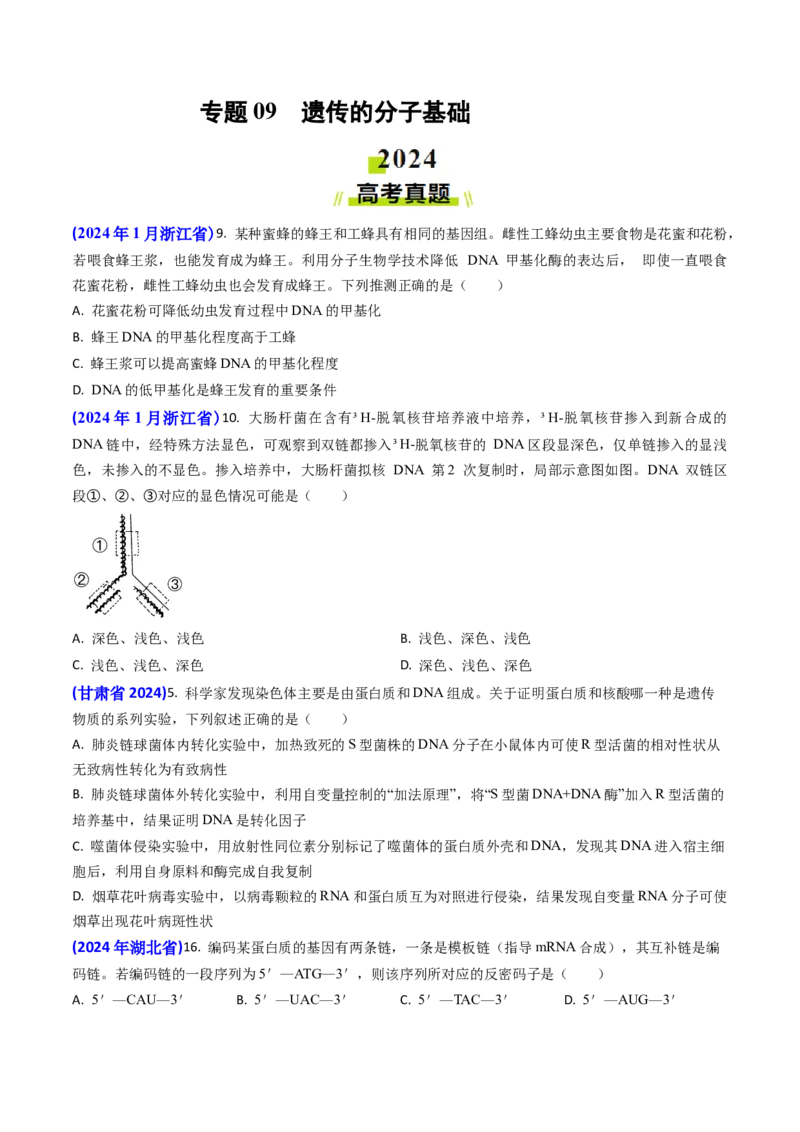 专题09遗传的分子基础-2024年高考真题和模拟题生物分类汇编(学生卷）_近10年高考真题汇编（必刷）_十年（2014-2024）高考生物真题分项汇编（全国通用）