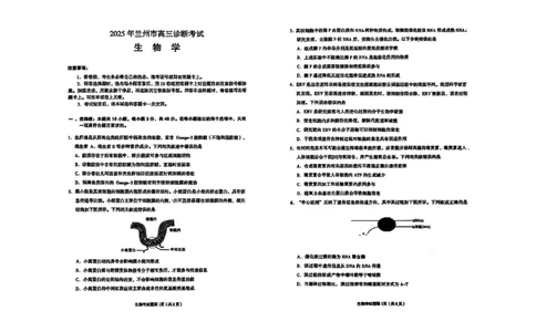 甘肃省兰州市2025届高三下学期诊断考试（一模）生物_2025年3月_250308甘肃省兰州市2025届高三下学期诊断考试（一模）（全科）_甘肃省兰州市2025届高三下学期诊断考试（一模）生物