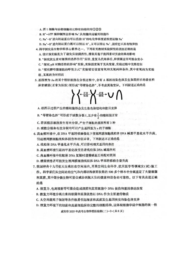 陕西省咸阳市2025届高三第二次模拟-生物_2025年3月_250330陕西省咸阳市2025届高三第二次模拟（全科）_陕西省咸阳市2025届高三下学期高考模拟检测(二)生物