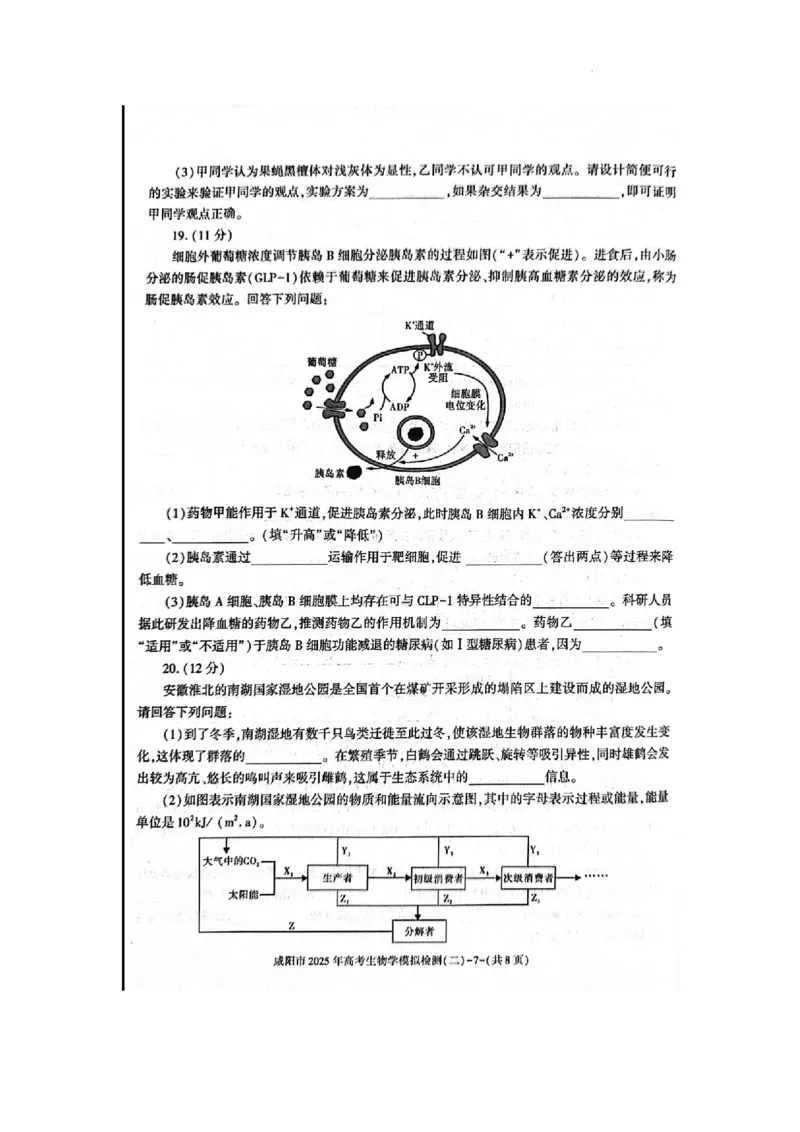 陕西省咸阳市2025届高三第二次模拟-生物_2025年3月_250330陕西省咸阳市2025届高三第二次模拟（全科）_陕西省咸阳市2025届高三下学期高考模拟检测(二)生物