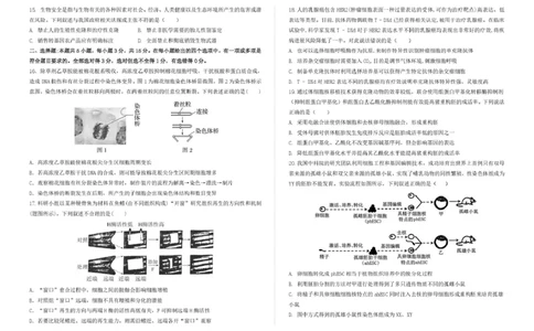 吉林省长春市第二实验中学2026届高三上学期10月月考+生物_2025年10月_12026年试卷教辅资源等多个文件_251022吉林省长春市第二实验中学2026届高三上学期10月月考（全科）