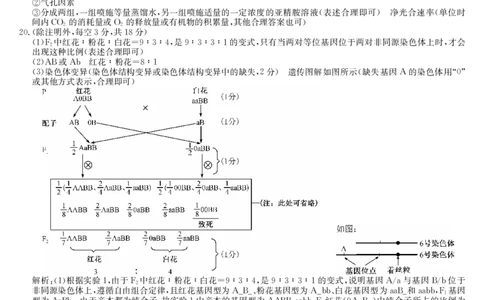生物答案-4月质量检测（W）_2025年5月_250511湖北省九师联盟2025届高三4月质量检测（W）（全科）