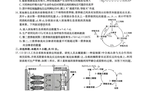 河南省九师联盟2025届高三4月联考生物试题+答案_2025年4月_250402河南省九师联盟2025届高三4月联考（全科）