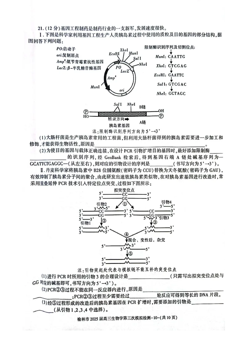 生物_2025年3月_250310陕西省榆林市2025届高三第三次模拟检测（全科）_陕西省榆林市2025届高三第三次模拟检测生物