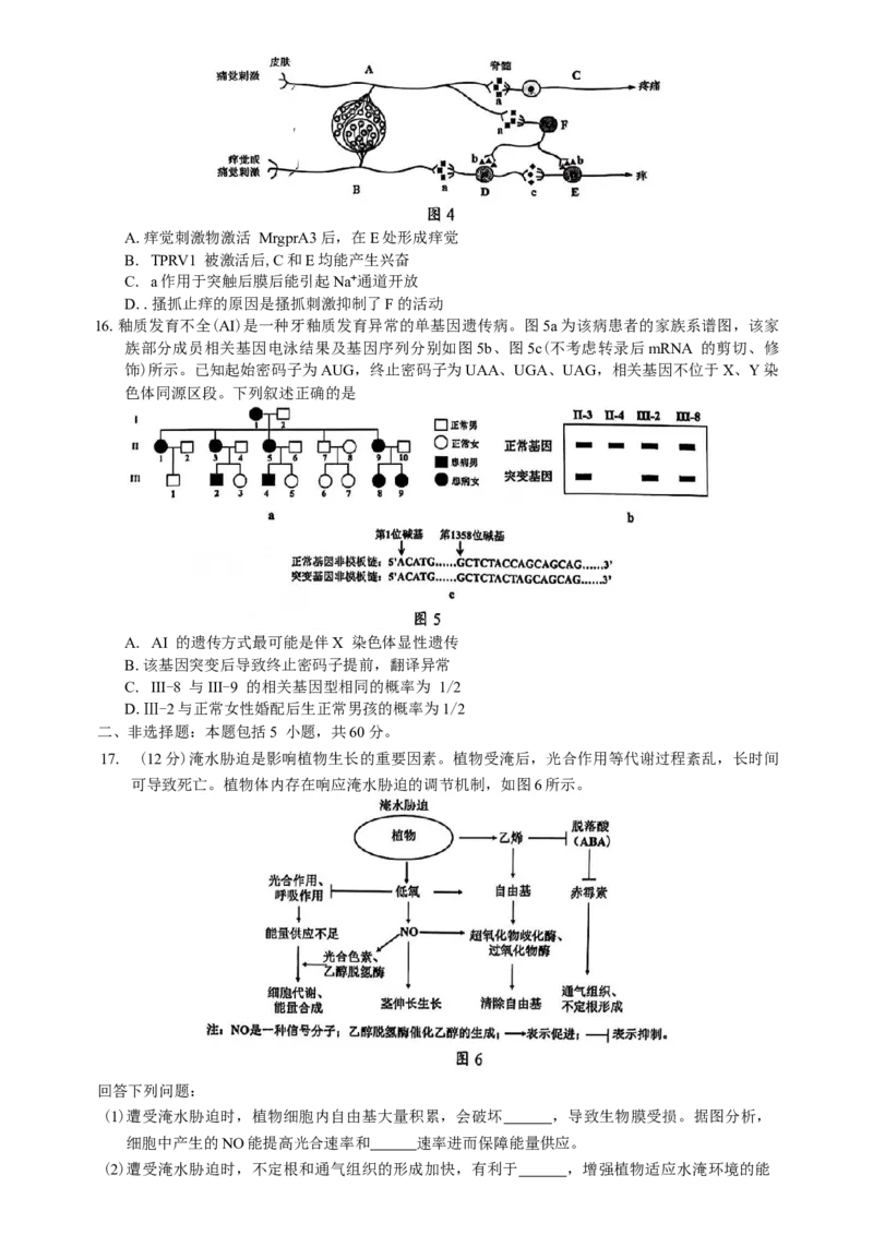 广东省佛山市2024-2025学年普通高中教学质量检测(二)高三生物学试题（含解析）_2025年4月_250419广东省佛山市2025届高三下学期教学质量检测（二）（全科）