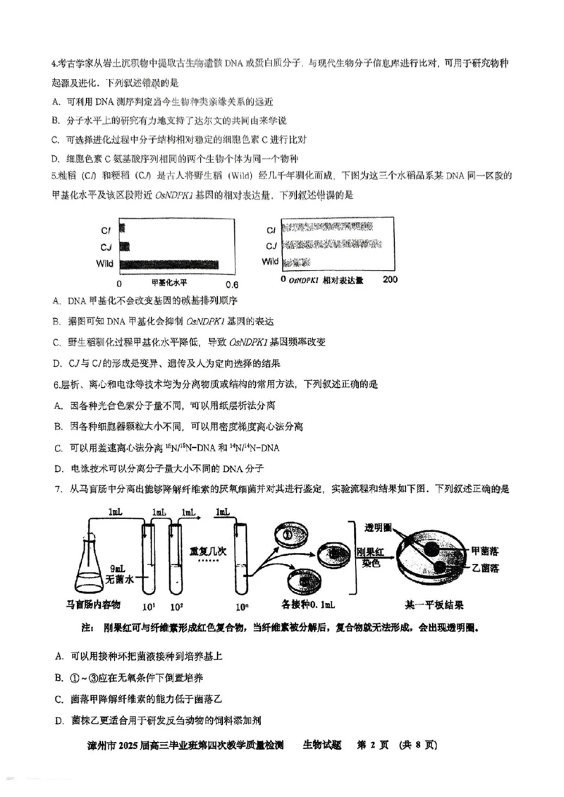 福建省漳州市2025届高三毕业班第四次教学质量检测生物_2025年5月_250513福建省漳州市2025届高三毕业班第四次教学质量检测（漳州四检）（全科）