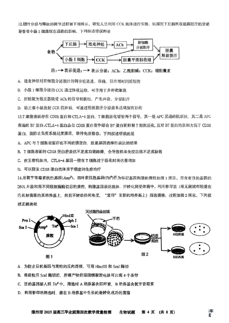 福建省漳州市2025届高三毕业班第四次教学质量检测生物_2025年5月_250513福建省漳州市2025届高三毕业班第四次教学质量检测（漳州四检）（全科）