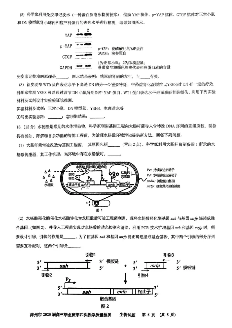 福建省漳州市2025届高三毕业班第四次教学质量检测生物_2025年5月_250513福建省漳州市2025届高三毕业班第四次教学质量检测（漳州四检）（全科）