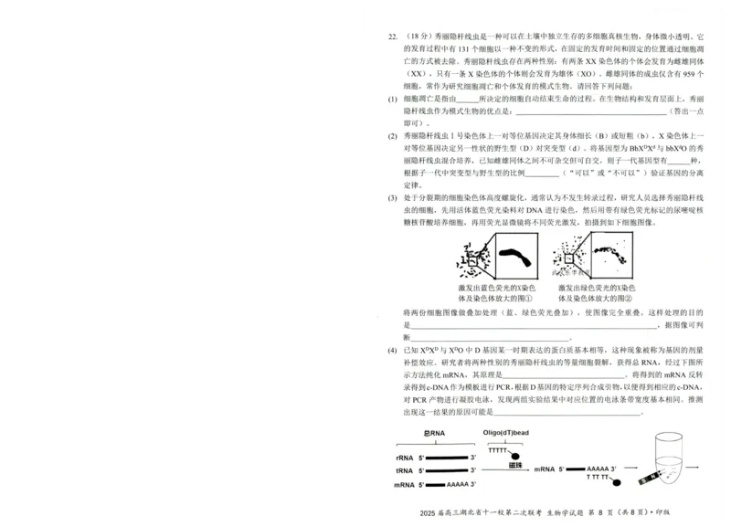 湖北十一校第二次联考生物试卷_2025年3月_250326湖北省十一校2025届高三第二次联考（全科）_生物