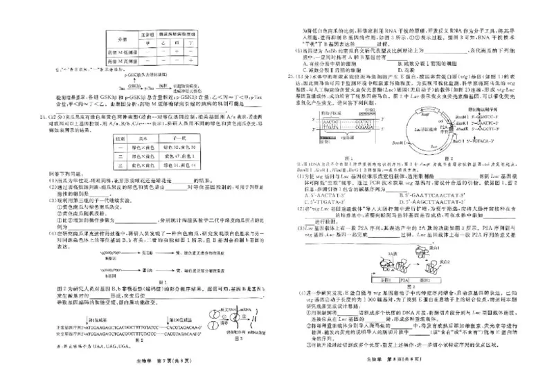 辽宁省县域重点高中2024-2025学年高三下学期二模考试生物试卷+答案_2025年4月_250401辽宁省县域重点高中2024-2025学年高三下学期二模考试