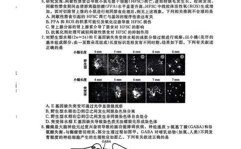 福建百校联考2025届高三5月押题考试-生物试卷（含答案）_2025年5月_250527福建百校联考2025届高三5月押题考试
