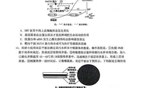 绵阳南山中学高2023级高三第二次教学质量检测+生物试题（含答案）_2025年10月_251001绵阳南山中学高2023级高三第二次教学质量检测（全科）