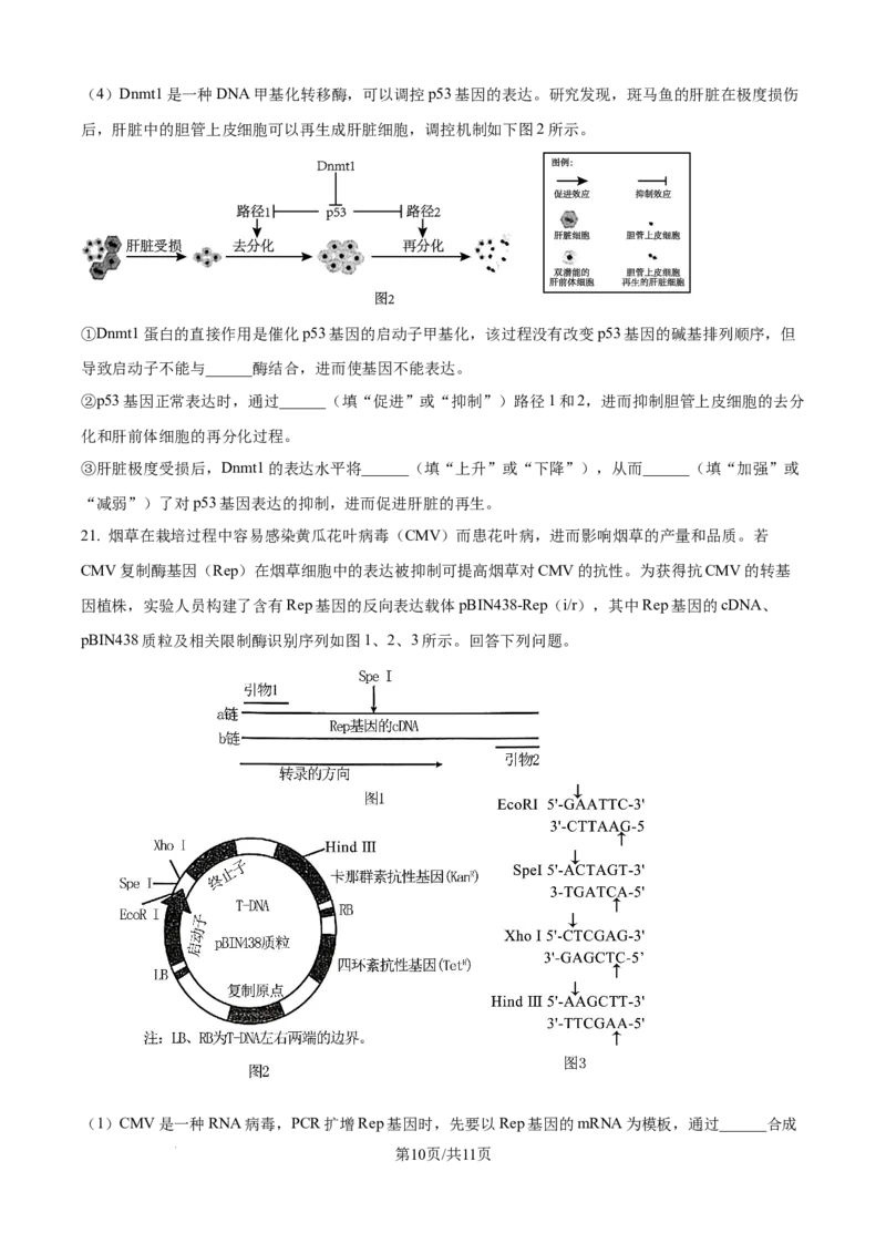 精品解析：山西省山大附中2025-2026学年高三上学期9月月考生物试题（原卷版）_2025年9月