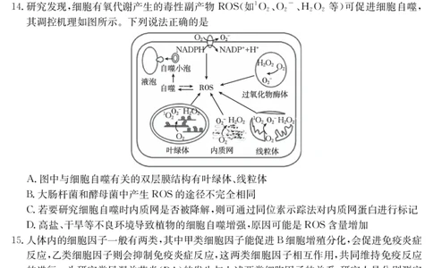 生物江西省2025届高三下学期5月百万大联考（金太阳25-517C）_2025年5月_2505272025届高三下学期5月百万大联考（金太阳25-517C）（全科）