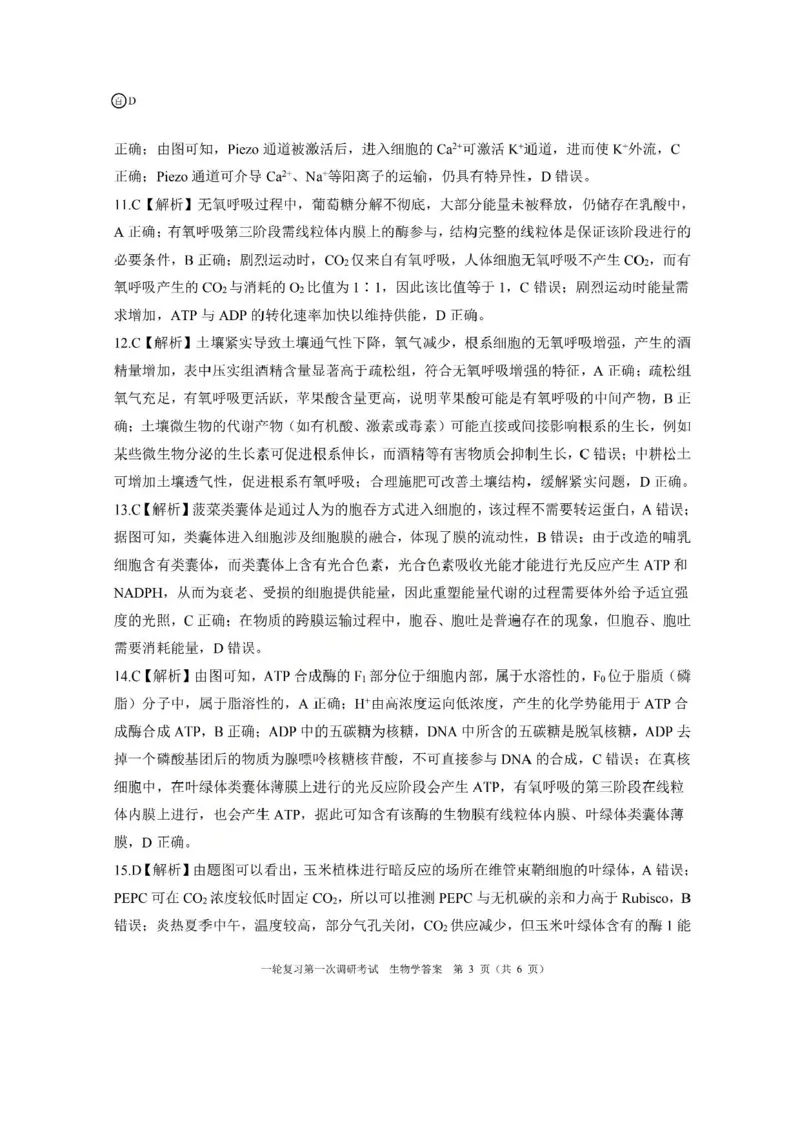 生物答案（D）_2025年10月_2510182026届百师联盟高三上学期第一次调研考试（10月）（全科）_2026届百师联盟高三上学期第一次调研考试生物试卷（含答案）