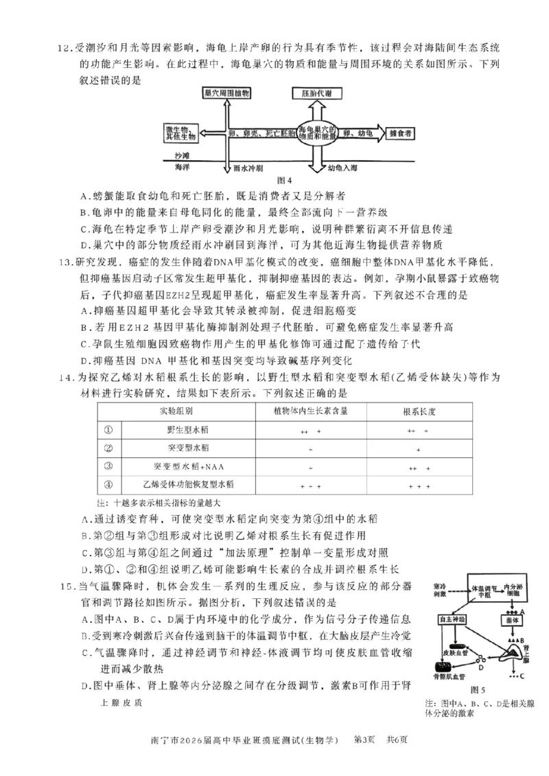 南宁2026届高三10月摸底考生物试卷（含答案）_2025年10月_12026年试卷教辅资源等多个文件_251026广西省南宁市2026届高中毕业班10月摸底测试（全科）