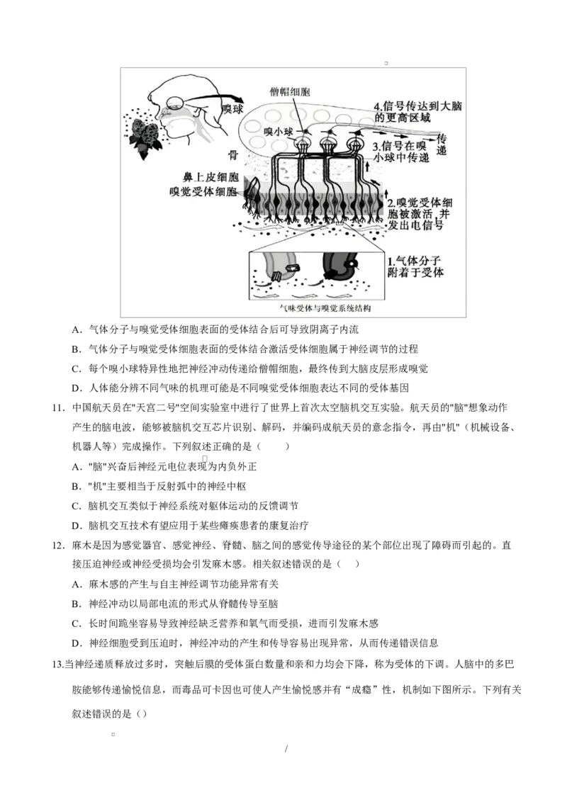 高二生物上第一次月考测试范围：选择性必修1第1、2章（考试版）（人教版2019）_1多考区联考试卷_2510142025-2026学年高二生物上学期第一次月考试题