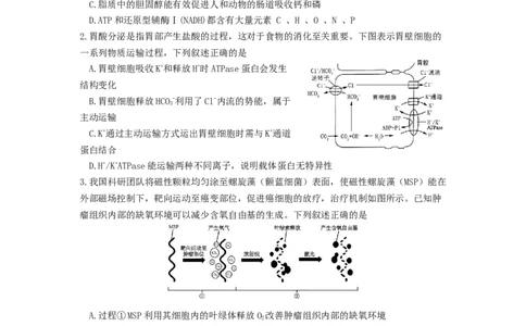 江苏省南京市六校联合体2025-2026学年高三上学期8月学情调研考试生物试题_2025年8月_250829江苏省南京市六校联合体2025-2026学年高三上学期8月学情调研测试（全科）