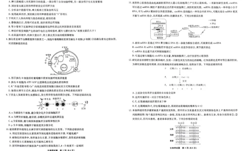 安徽省江淮十校2026届高三上学期8月第一次联考生物学试卷（含答案）_2025年8月_2508272026届安徽江淮十校高三上学期第一次联考（全科）