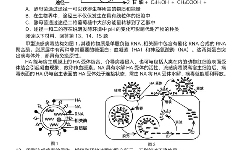 浙江Z20名校联盟2025届高三第三次联考-生物试卷_2025年5月_250517浙江省Z20联盟（浙江省名校新高考研究联盟）2025届高三第三次联考（全科）