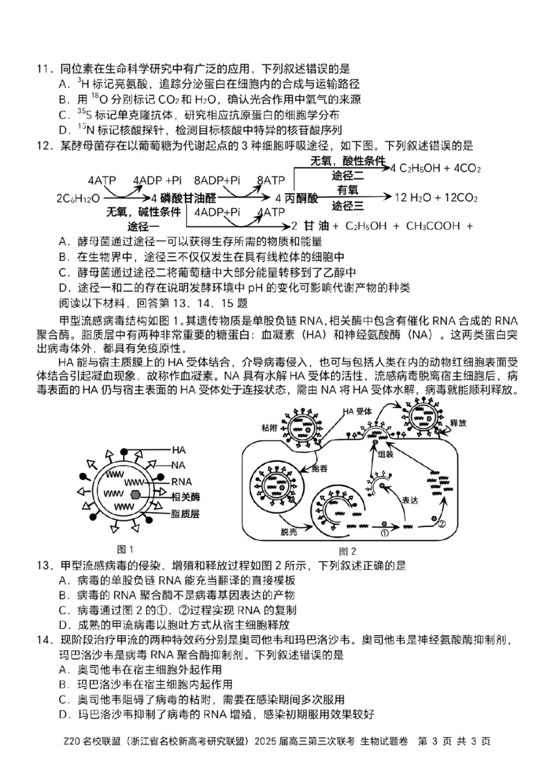 浙江Z20名校联盟2025届高三第三次联考-生物试卷_2025年5月_250517浙江省Z20联盟（浙江省名校新高考研究联盟）2025届高三第三次联考（全科）