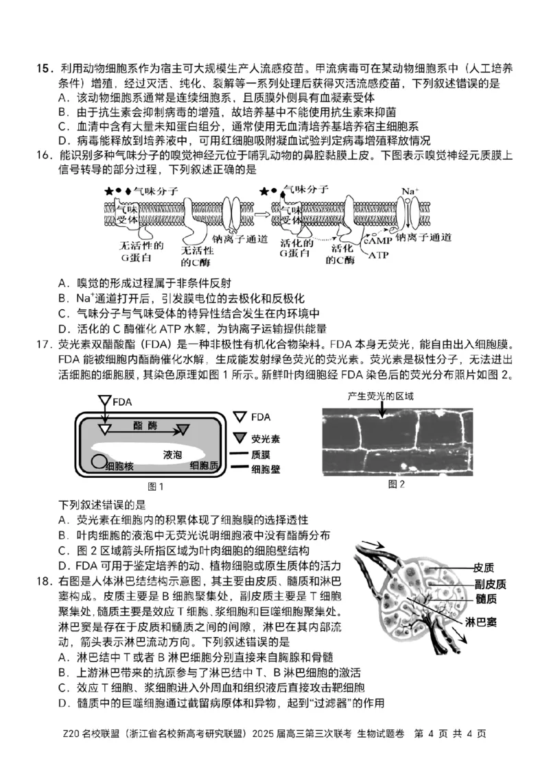 浙江Z20名校联盟2025届高三第三次联考-生物试卷_2025年5月_250517浙江省Z20联盟（浙江省名校新高考研究联盟）2025届高三第三次联考（全科）