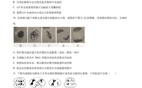 精品解析：北京市西城区北京市育才学校2025-2026学年高三上学期9月月考生物试题（原卷版）_2025年10月_251003北京市西城区育才学校2025-2026学年高三上学期9月月考