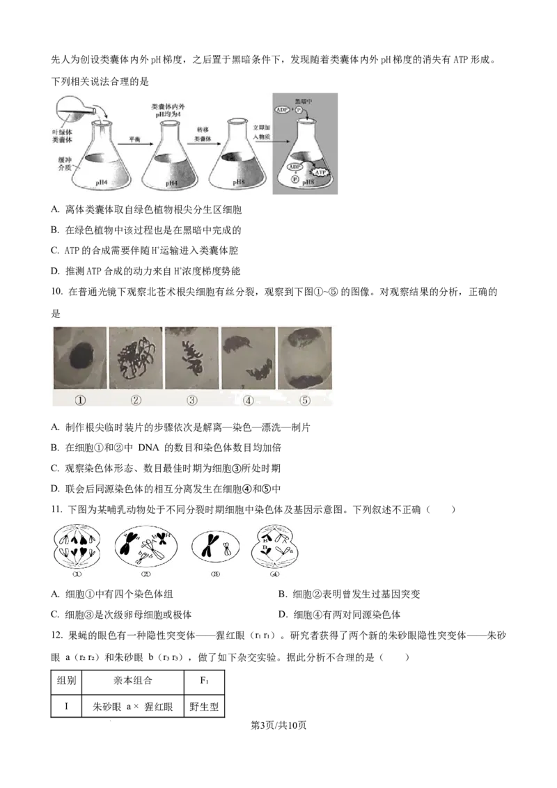 精品解析：北京市西城区北京市育才学校2025-2026学年高三上学期9月月考生物试题（原卷版）_2025年10月_251003北京市西城区育才学校2025-2026学年高三上学期9月月考