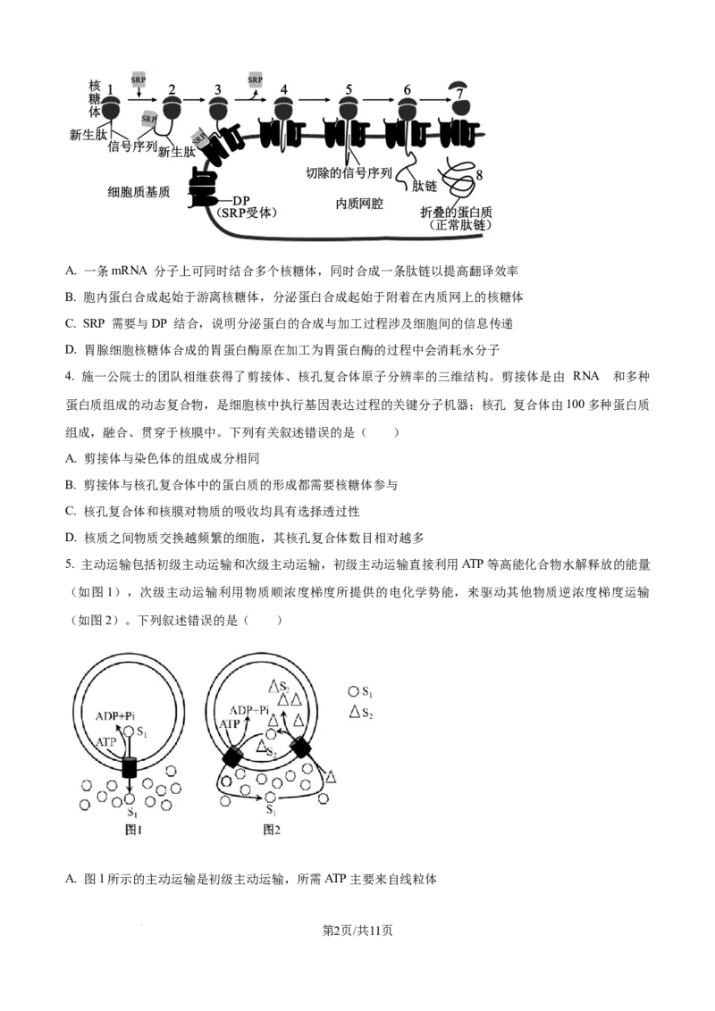 精品解析：重庆市八中2025-2026学年高三上学期入学考试生物试卷（原卷版）_2025年9月_250902重庆市第八中学校2025-2026学年高三上学期入学考试（全科）
