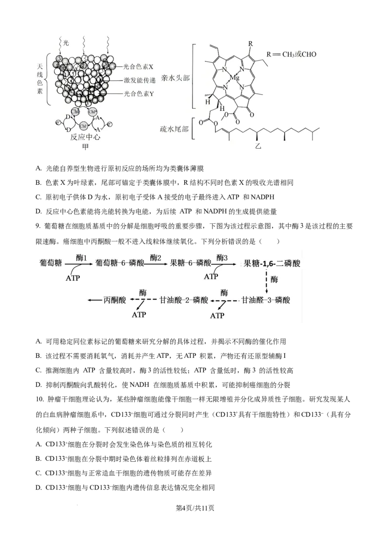 精品解析：重庆市八中2025-2026学年高三上学期入学考试生物试卷（原卷版）_2025年9月_250902重庆市第八中学校2025-2026学年高三上学期入学考试（全科）