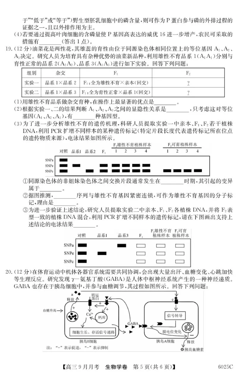 广东省阳西县第一中学2025-2026学年高三上学期9月月考生物试题_2025年9月_250915广东省2025-2026学年高三上学期9月月考（全科）_广东省2025-2026学年高三上学期9月月考生物试题（有答案）