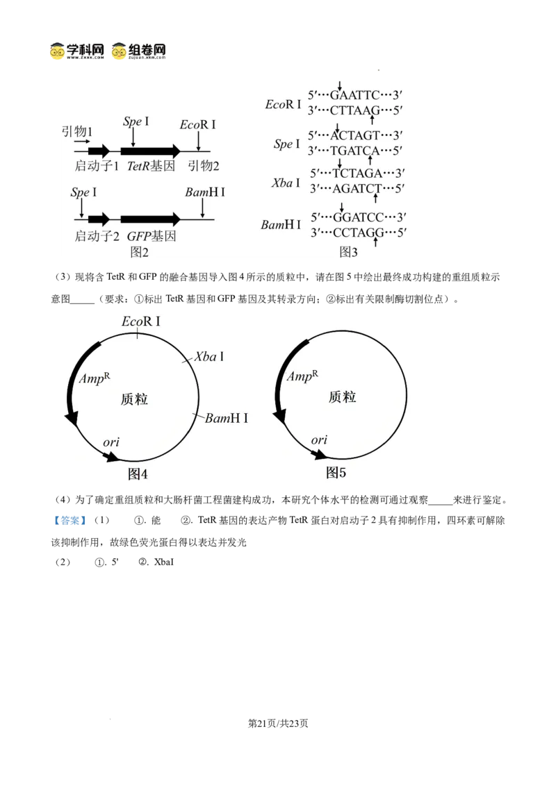 树德中学2025-2026学年高三上学期10月月考+生物答案_2025年10月_251017四川省成都市树德中学2025-2026学年高三上学期10月月考