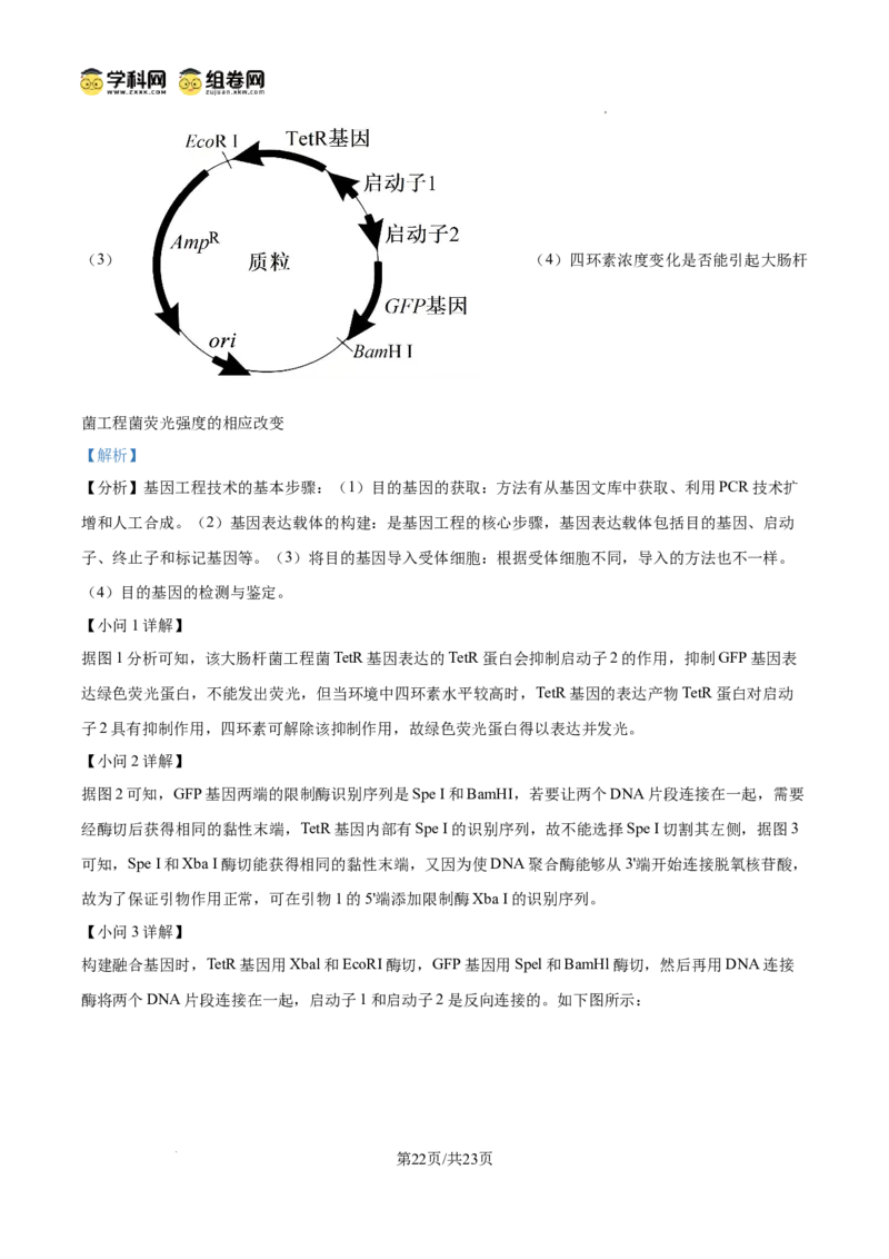 树德中学2025-2026学年高三上学期10月月考+生物答案_2025年10月_251017四川省成都市树德中学2025-2026学年高三上学期10月月考